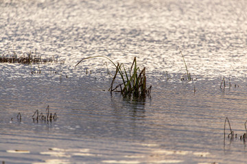 Grass and reed with reflection in the pond