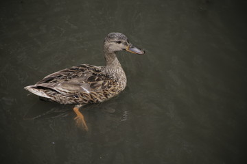 duck swimming in the dark water