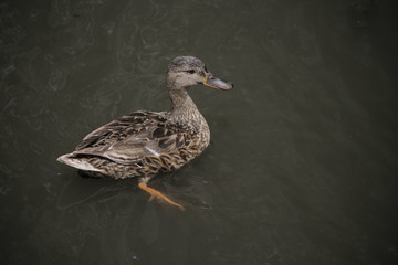 duck swimming in the dark water