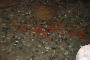 a gaggle of red ornamental fish