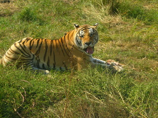 the tiger is resting on freedom