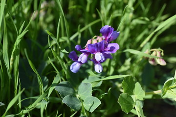 Beach pea flowers