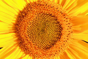 Wild nature. Close up beautiful sunflowers background. Free space for text.