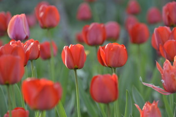 Obraz premium Red tulips in the home garden. Flowers in spring. April evening.