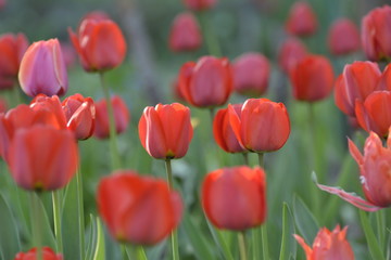 Obraz premium Red tulips in the home garden. Flowers in spring. April evening.