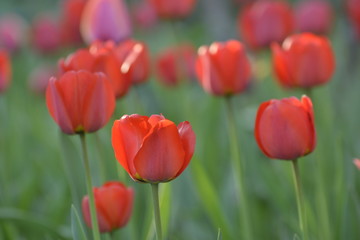 Red tulips in the home garden. Flowers in spring. April evening.