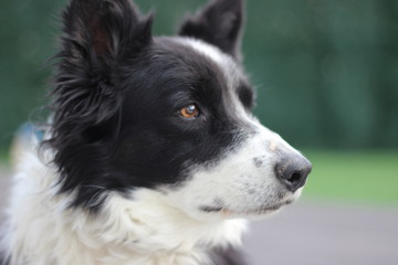 Fototapeta premium Bordercollie
