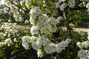 The first spring flowers of various fruit trees.