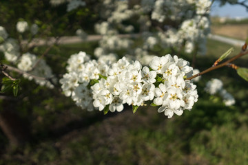 The first spring flowers of various fruit trees.