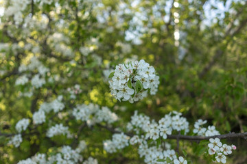 Obraz premium The first spring flowers of various fruit trees.
