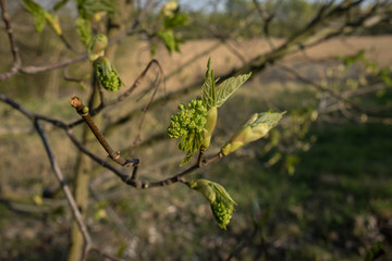 The first spring leaves close up. Awakening of nature.