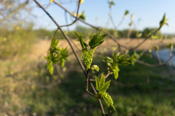 The first spring leaves close up. Awakening of nature.