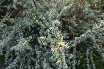The first spring flowers of various fruit trees.
