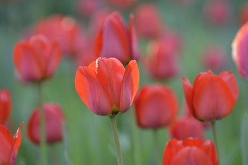 Fototapeta premium Red tulips in the home garden. Flowers in spring. April evening.