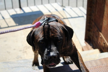 chien cane corso