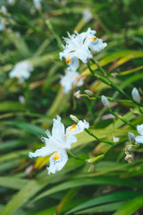white flowers in garden