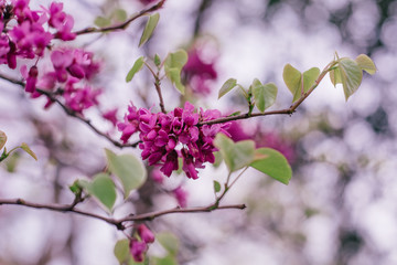 pink flowers in spring