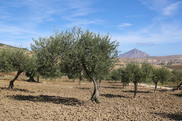Sicily landscape with olive trees and mountain in the back 