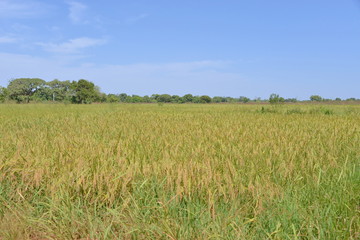 Un champs de riz  pluvial  naturel