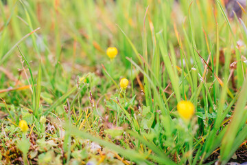 yellow flowers in grass
