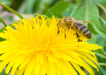The bee collects honey macros