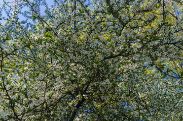 Cherry-plum branches sprinkled with white flowers against a blue sky.