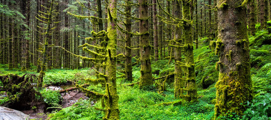 Amazing nature landscape view of north scandinavian pine forest. Location: Scandinavian Mountains, Norway. Artistic picture. Beauty world. Panorama