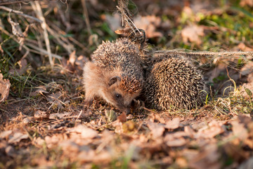 Hedgehogs in trouble. Animal protection and wildlife concept. Close up. 