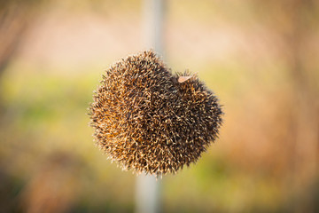 Hedgehogs in trouble. Animal protection and wildlife concept. Close up. 