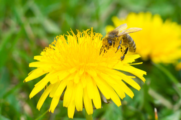The bee collects honey macros