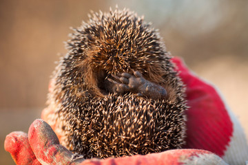 Hedgehogs in trouble. Animal protection and wildlife concept. Close up. 