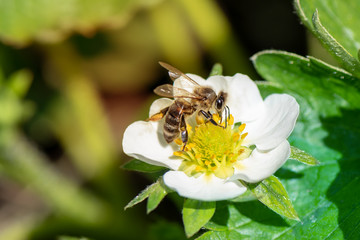 Honey bee collecting pollen from a blooming strawberry flower.