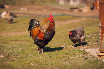 Rooster and hen on traditional free range poultry farm. 