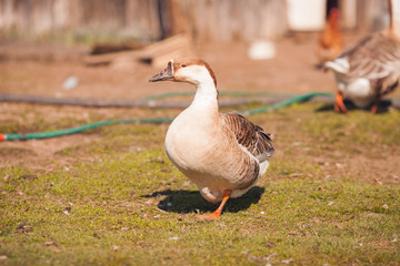 Geese on traditional free range poultry farm. 