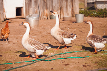 Geese on traditional free range poultry farm. 