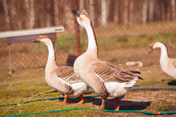 Geese on traditional free range poultry farm. 