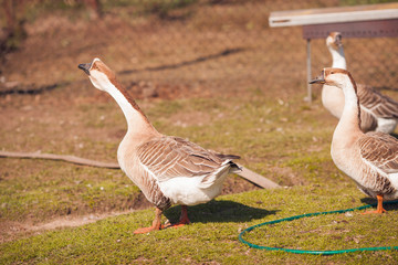 Geese on traditional free range poultry farm. 