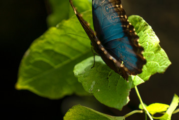 Morpho peleides (Blue Morpho) on green foliage