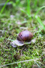 Snail crawling in summer day in garden.