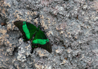 Papilio Palinurus sitting on stone/rock