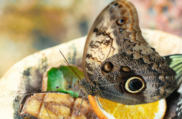 Morpho peleides (Blue Morpho) eating fruit .