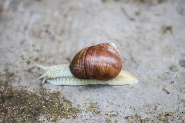Snail crawling in summer day in garden.