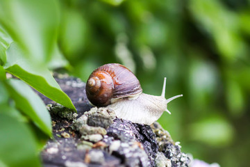 Snail crawling in summer day in garden.