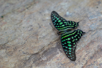 Tailed Jay (Graphium agamemnon) on stone