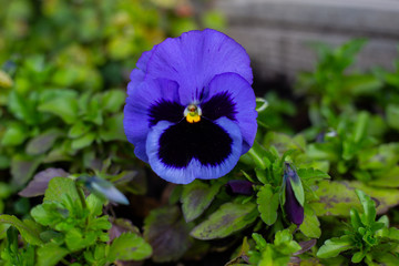 blue flower in the garden