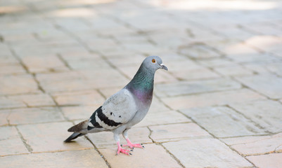 Pigeon on the floor