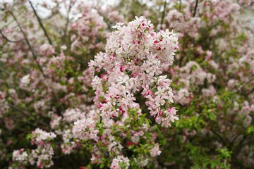 Obraz premium Cherry Apple Blossom blooming, selective focus