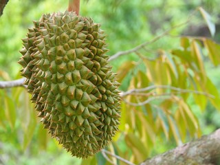 The results of early durian  That is still small and not ready to harvest. It is the king of Thai...