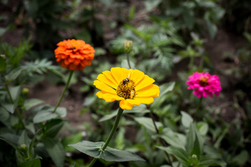 Yellow daisy with a bug on its pollen at Pa Hin Ngam National Park - Chaiyaphum, Thailand