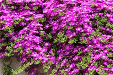 Obraz premium Purple flowers in the garden